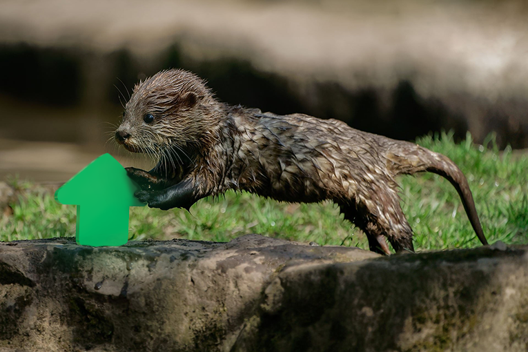 Otters with upvotes for July 29