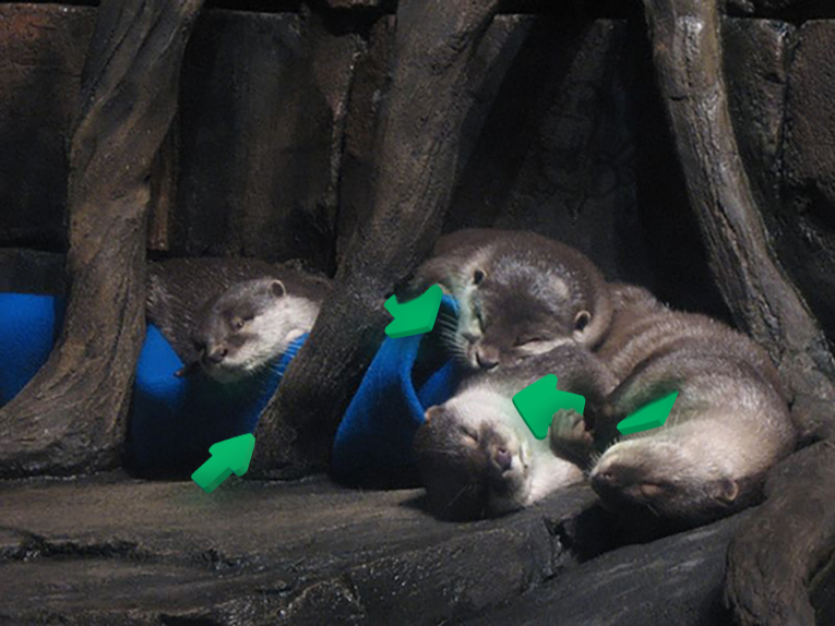otters with upvotes for the 29th