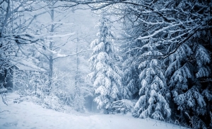 trees, forest, snow