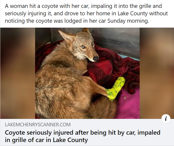 Holy sh*t! Coyote gets hit, impaled onto the grill, girl correct drives off oblivious!