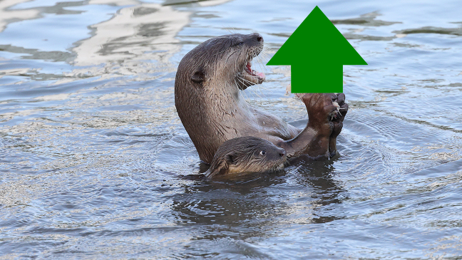 Upvote Otters In all locations – What are you attempting forward to?