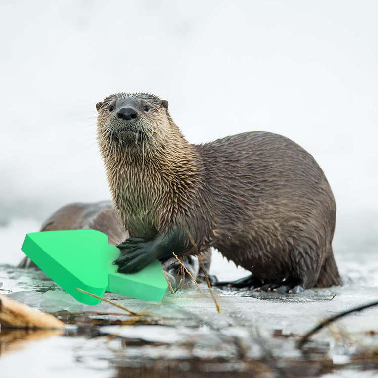 Otters with upvotes for July 29