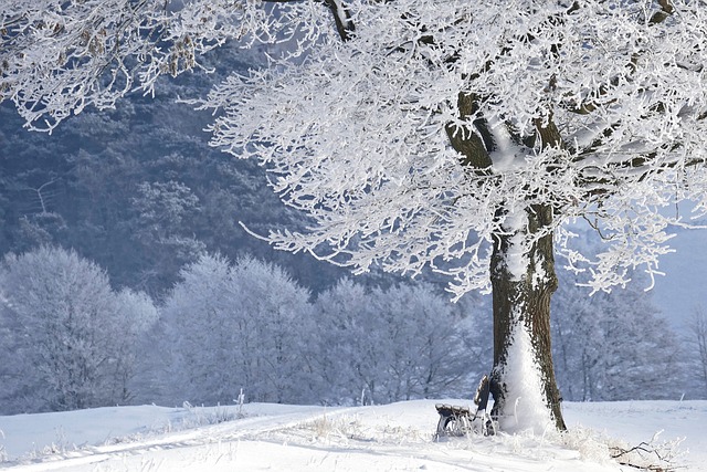 winter, tree, bank