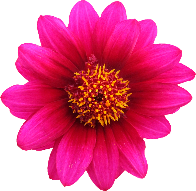 png, clipping, flower