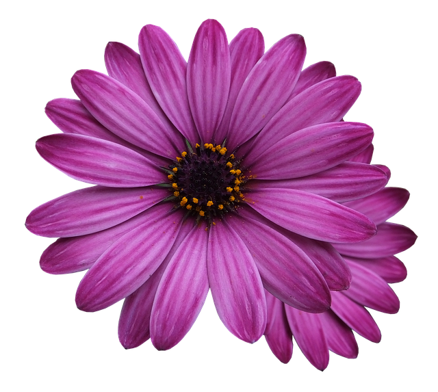 flower marigolds, purple flower, flowers png