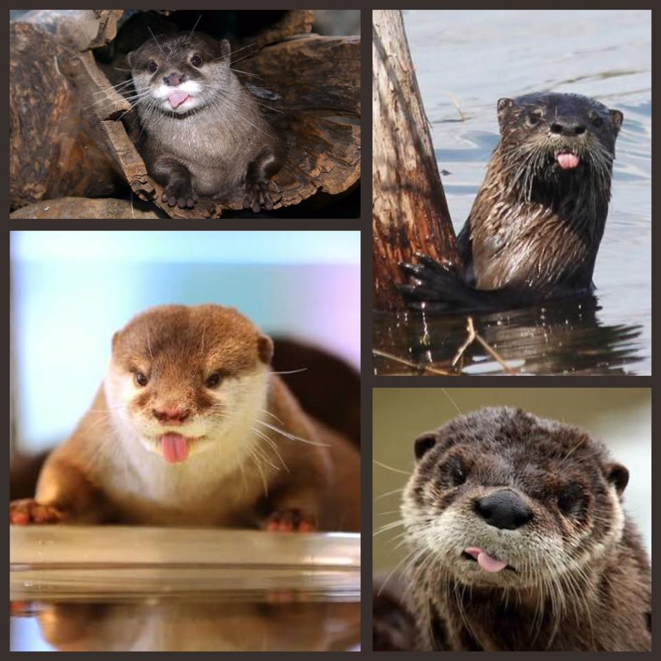 You otter fill some bleps to inaugurate your weekend off aesthetic