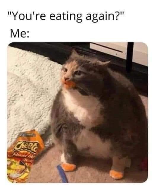 Cat eating Cheetos