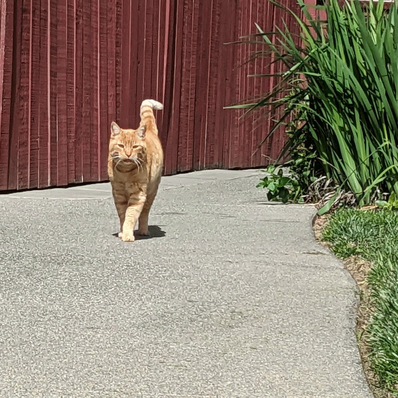 Bonded with this orange tabby sharing one single mind cell
