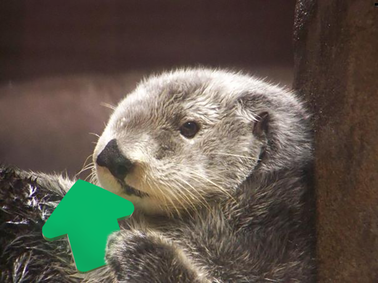 otters with upvotes for the Twenty ninth