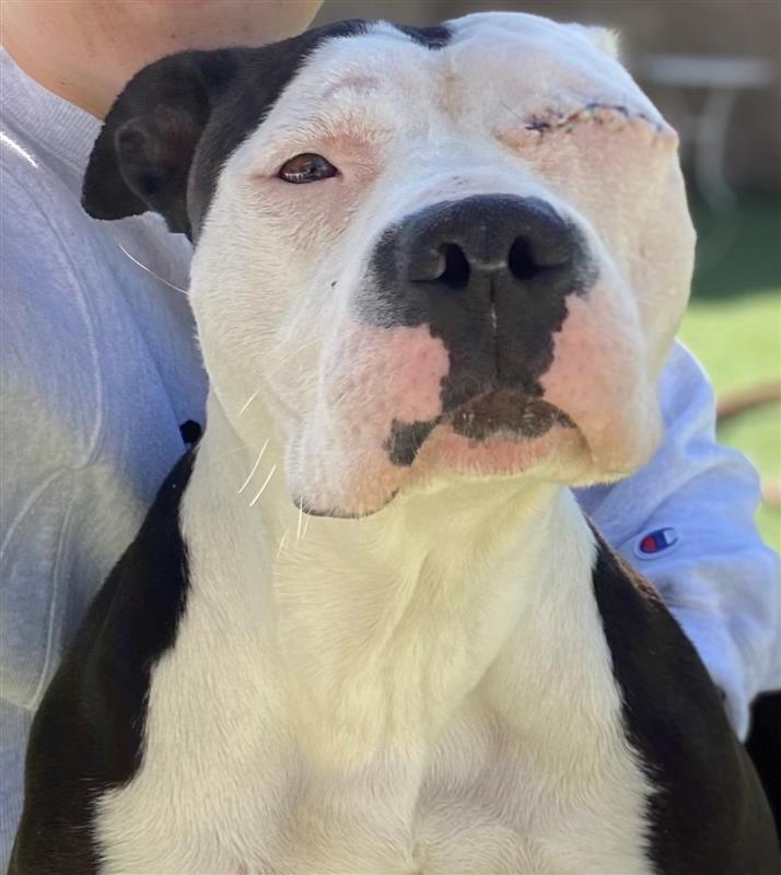 Velma is taking a rely on for her without ruin dwelling by 4/11! She used to be presupposed to be euthanized by 4/4 but I came upon out she has about a more days! Place of dwelling: Sacramento, CA