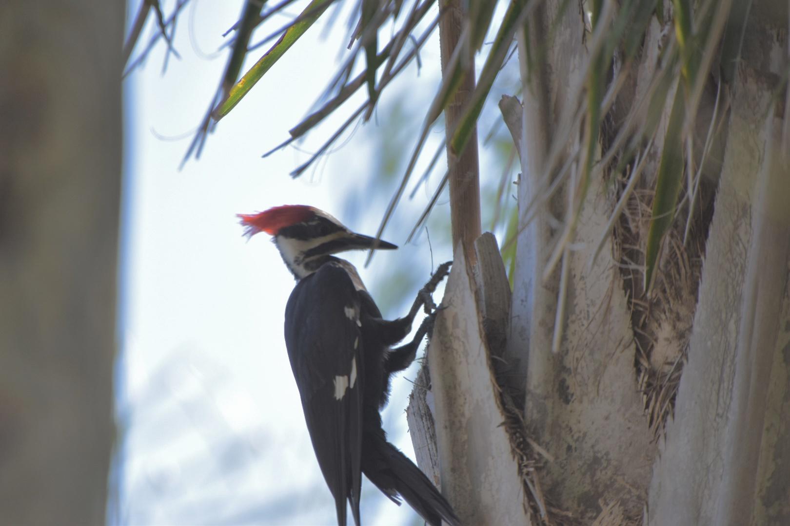 Pileated Woodpecker on the palm tree in my yard.