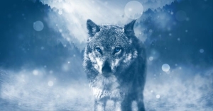 wolf, predator, animal