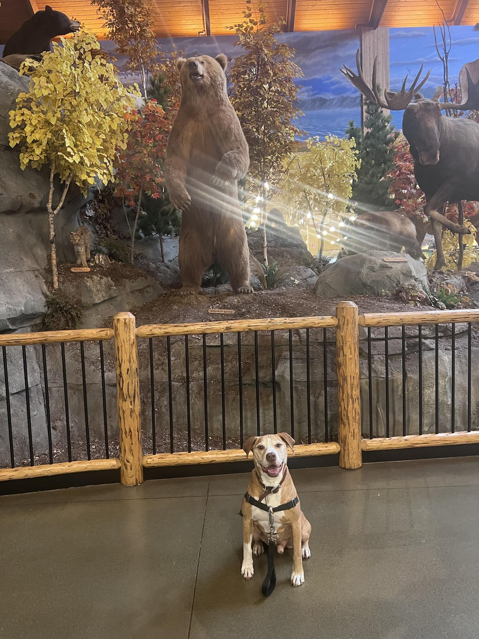 Took my canine to Cabela’s for his Tenth birthday.