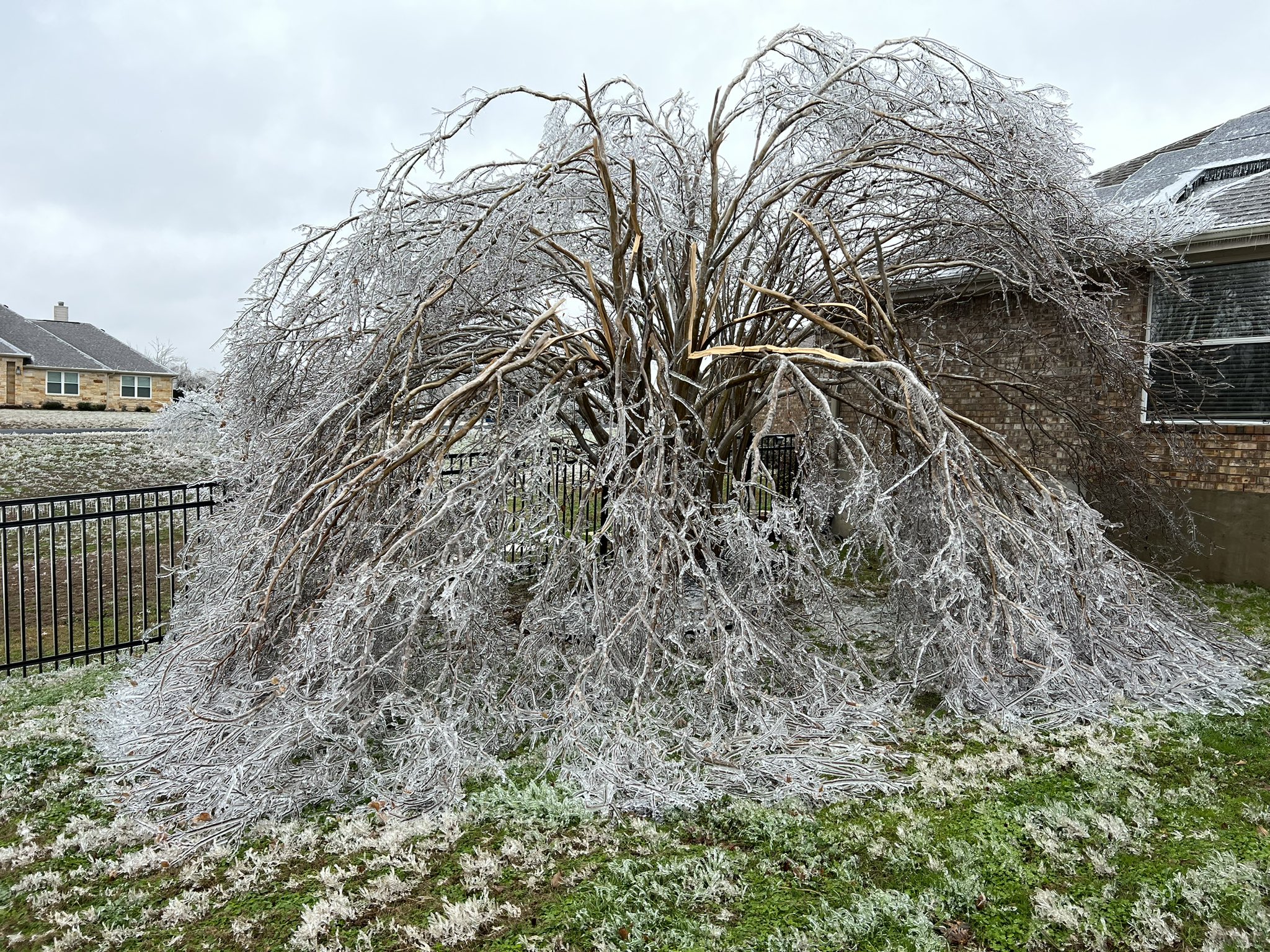 Tree in Texas splinters beneath the weight of the ice, graceful and unhappy.