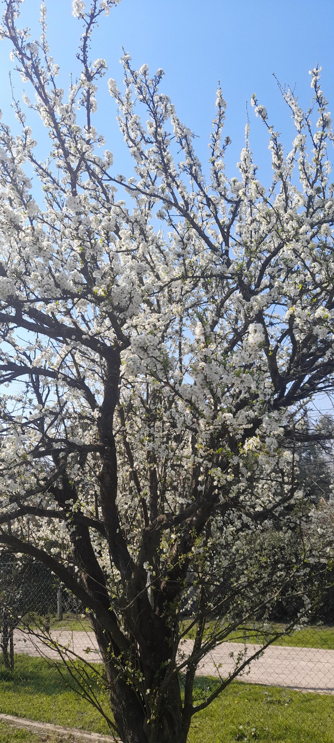 I miss spring and the blossoms on my plum tree.  (now I’m in summer with 39°c)
