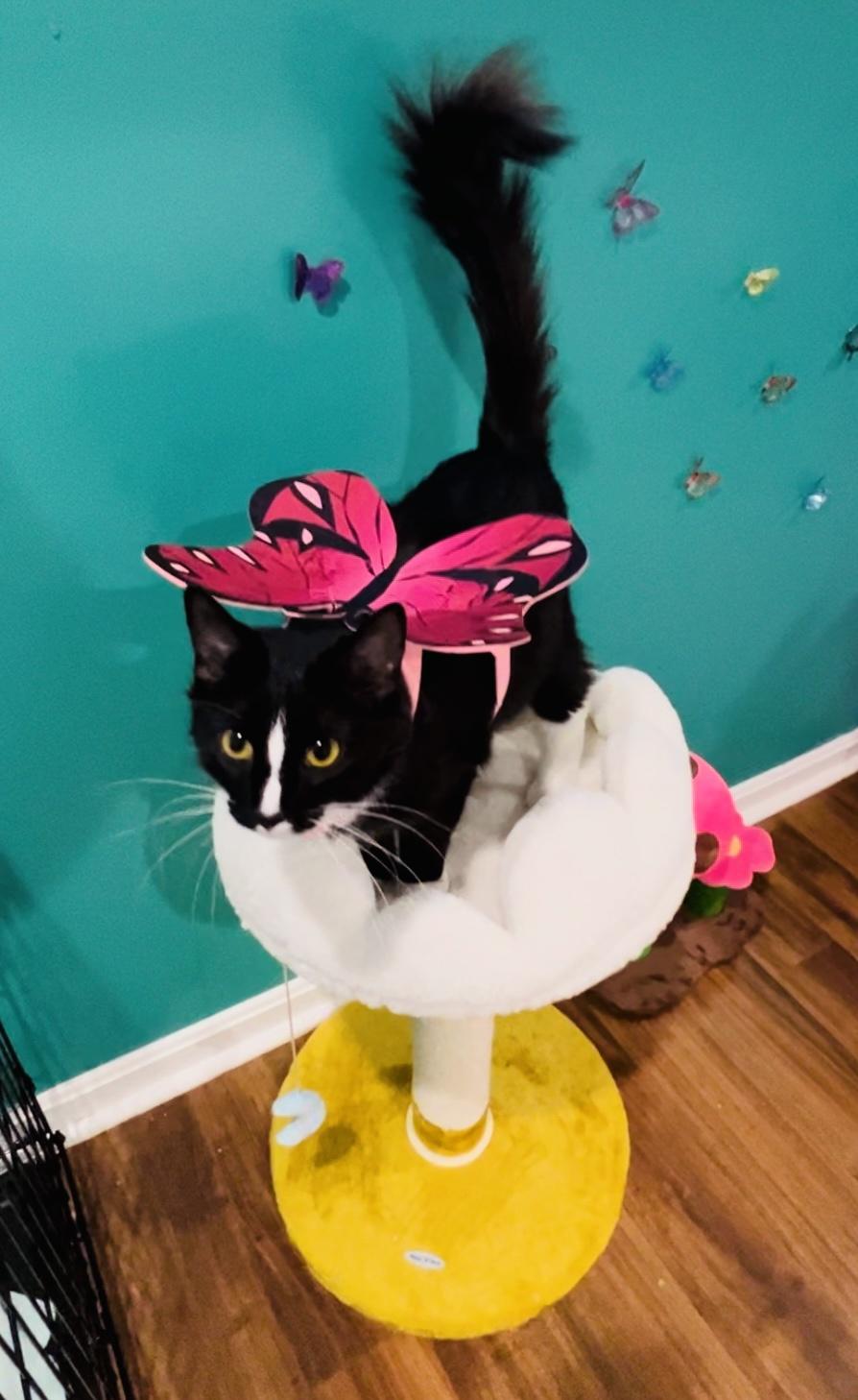 Mama cat Pixie in her fairy wonderland