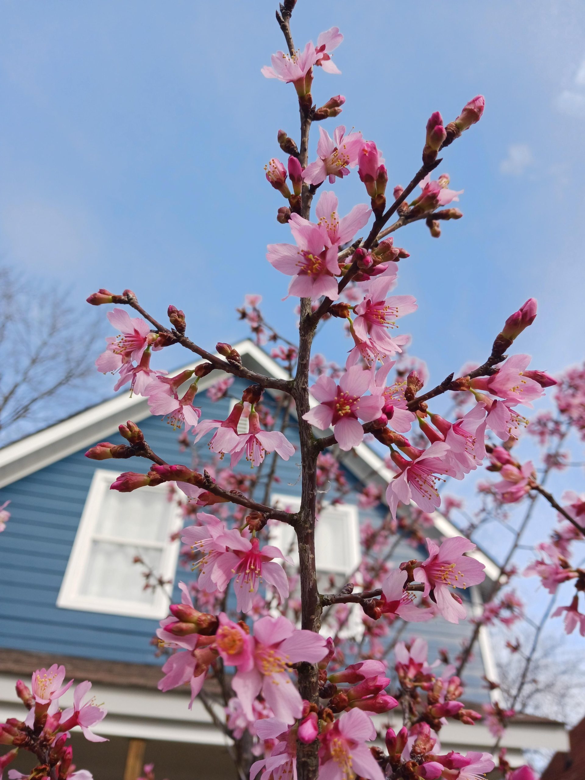 My cherry blossom tree is brilliant!