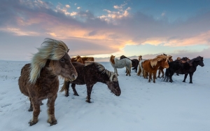 animals, icelandic horses, mammal