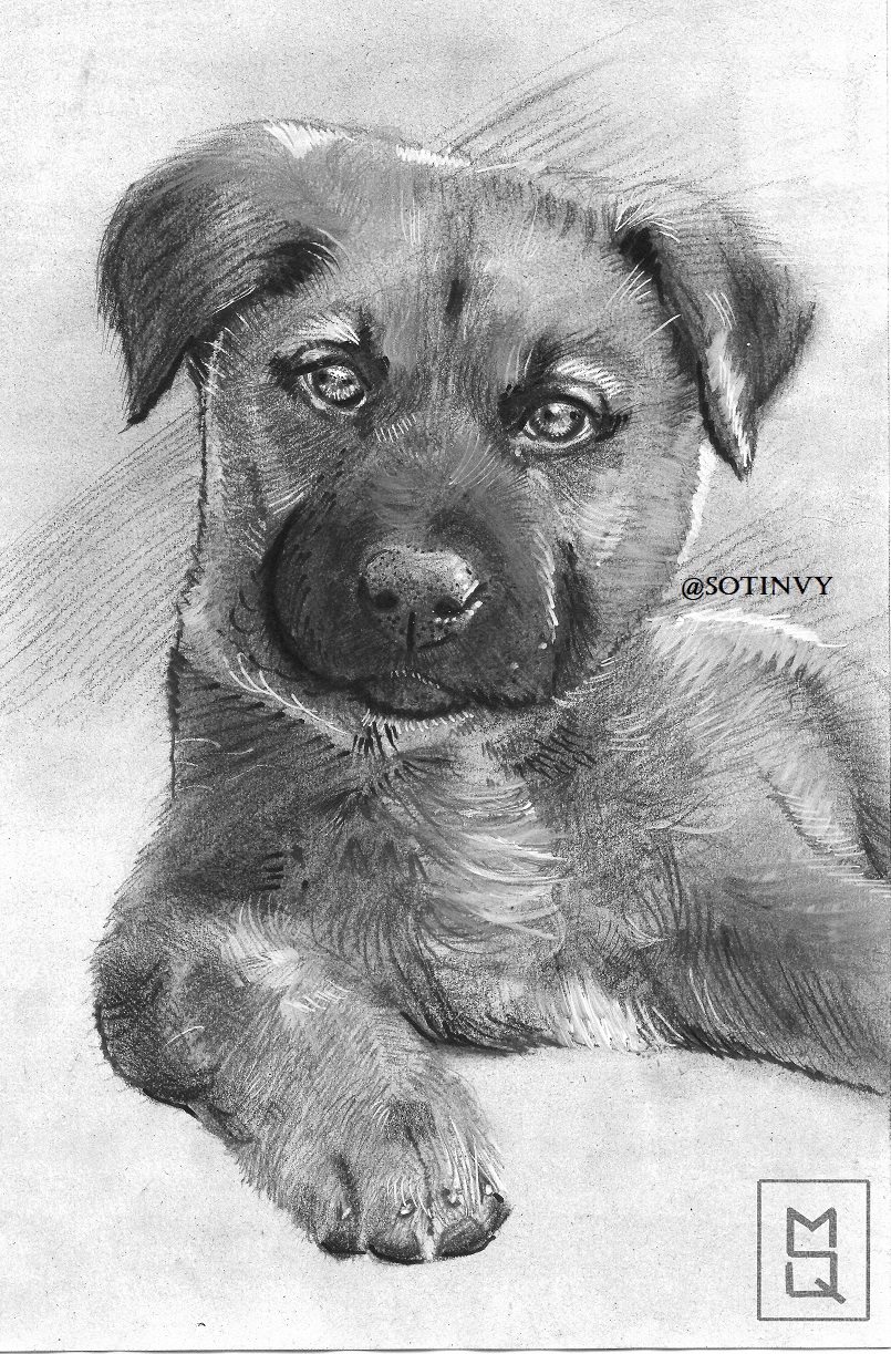 I made a puppy’s portrait with charcoal and white acrylic pen