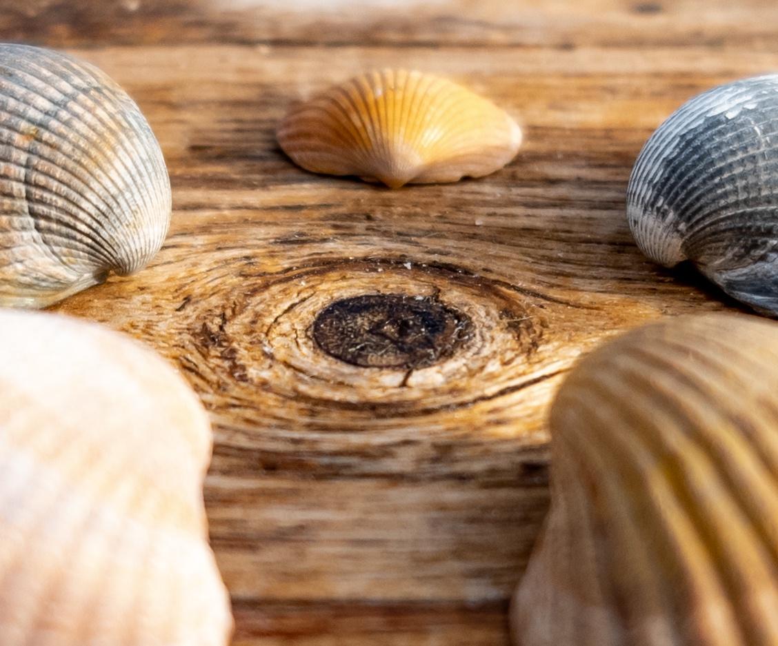 Seashells meeting..