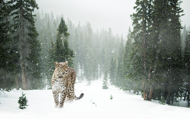 leopard, snow leopard, snow
