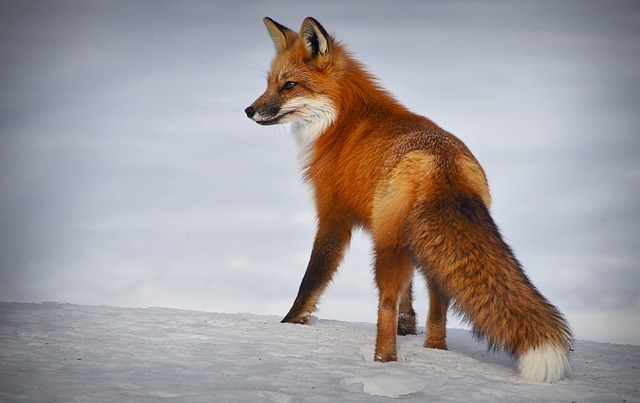 fox, animal, mammal