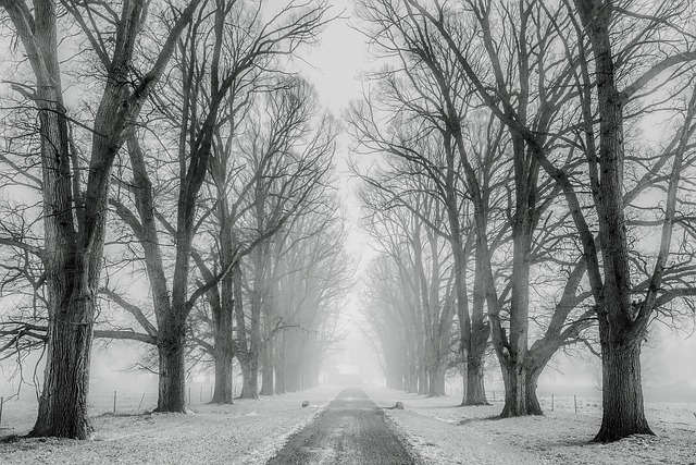 snow, trees, avenue