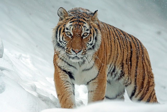 tiger, siberian tiger, snow