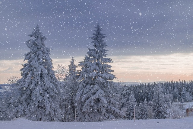 winter landscape, trees, frost