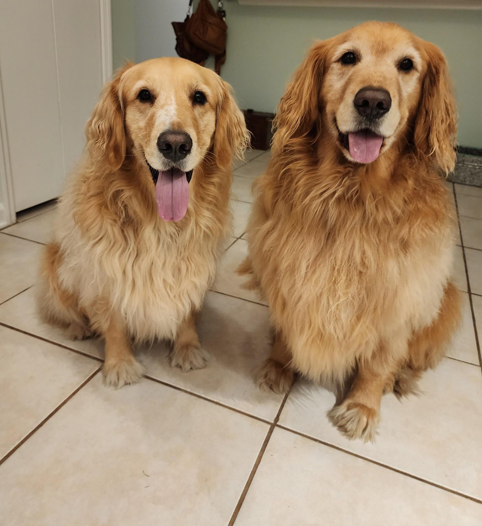 Hello from Gus and Murphy.