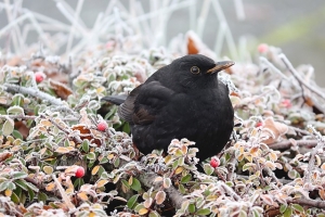 blackbird, bird, winter