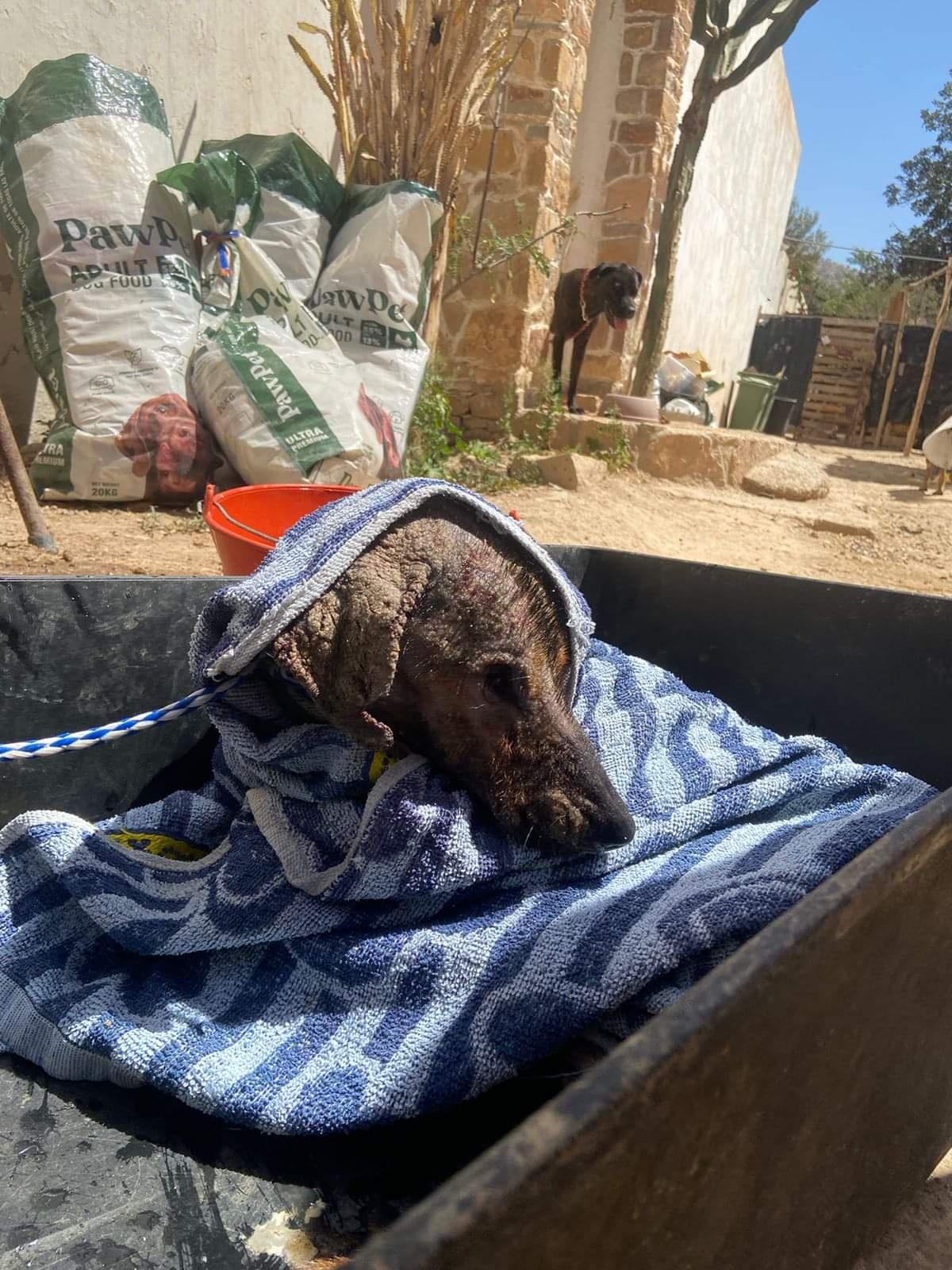 Meet DF531, a candy canines rescued by Morocco Animal Encourage. She has been thru so much in her life, and her pores and skin bears the scars of her struggles. If truth be told, her pores and skin is so rough that it has entirely extinct away in some locations.