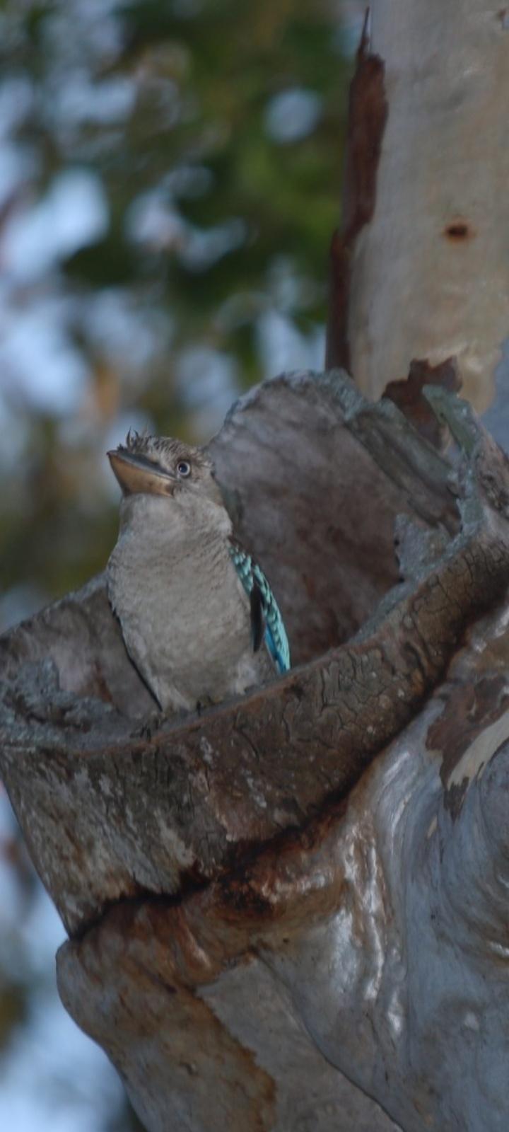 Kookaburra sitting in on a worn gum tree from down below.