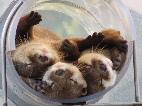 Toddler otters