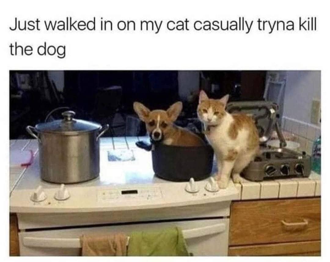 Upright casualing cooking the dog