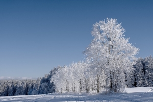 winter, forest, fir trees