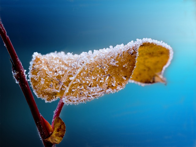 frosted, leaf, twig