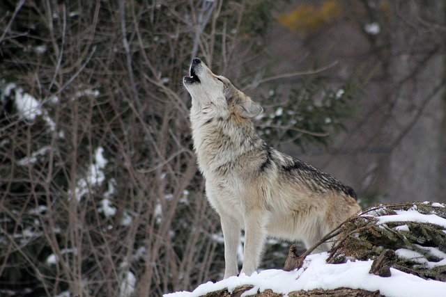 wolf, howling, animal