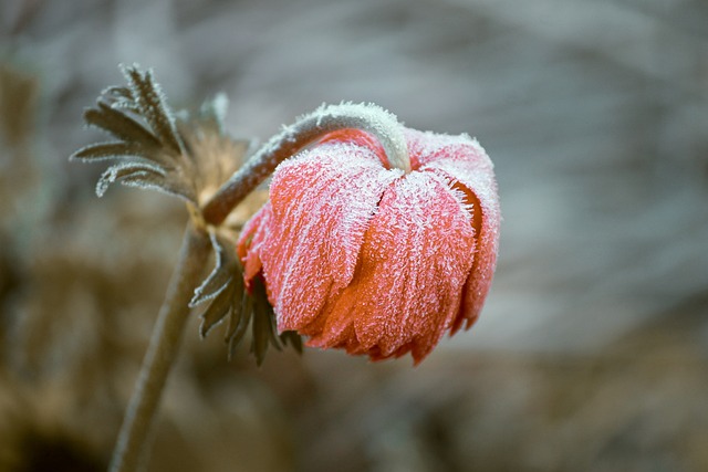 pasqueflower, flower, frost