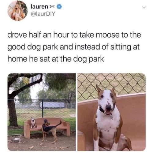 Thinking of altering my title to moose! Most relatable canine ever! Night evening imgur!