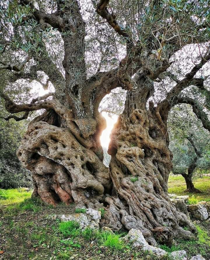 Beautiful Nature…Magnificent Olive Tree