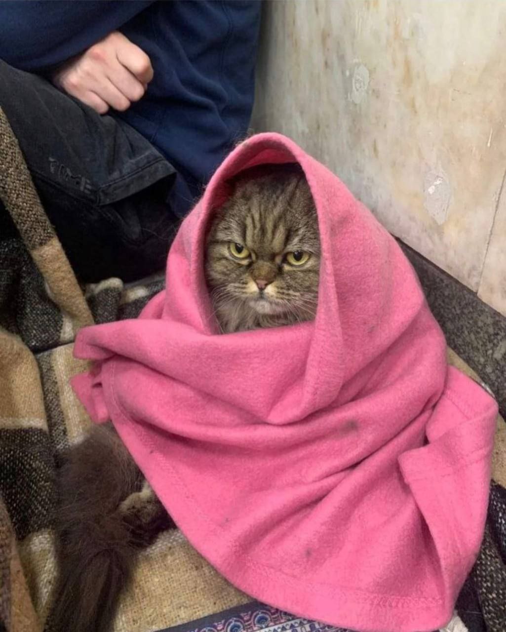 “Chloe the cat in Kyiv subway final night eventually of the Russian assault on Kyiv. Her face says all of it.”