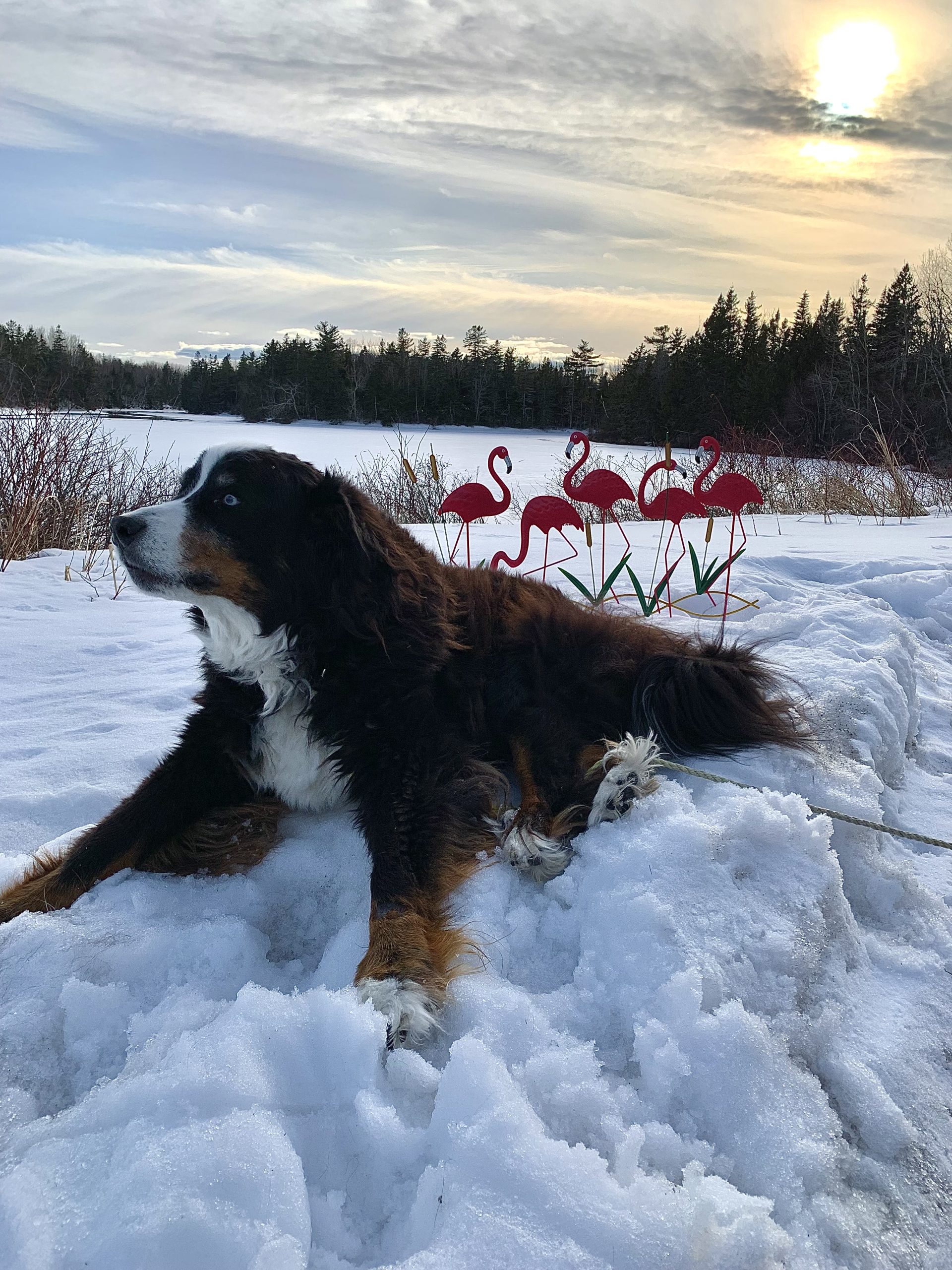 Our 13 year-worn Bernese Mountain Canines, Nita, guarding a newly-arrived and exhausted flock of flamingos