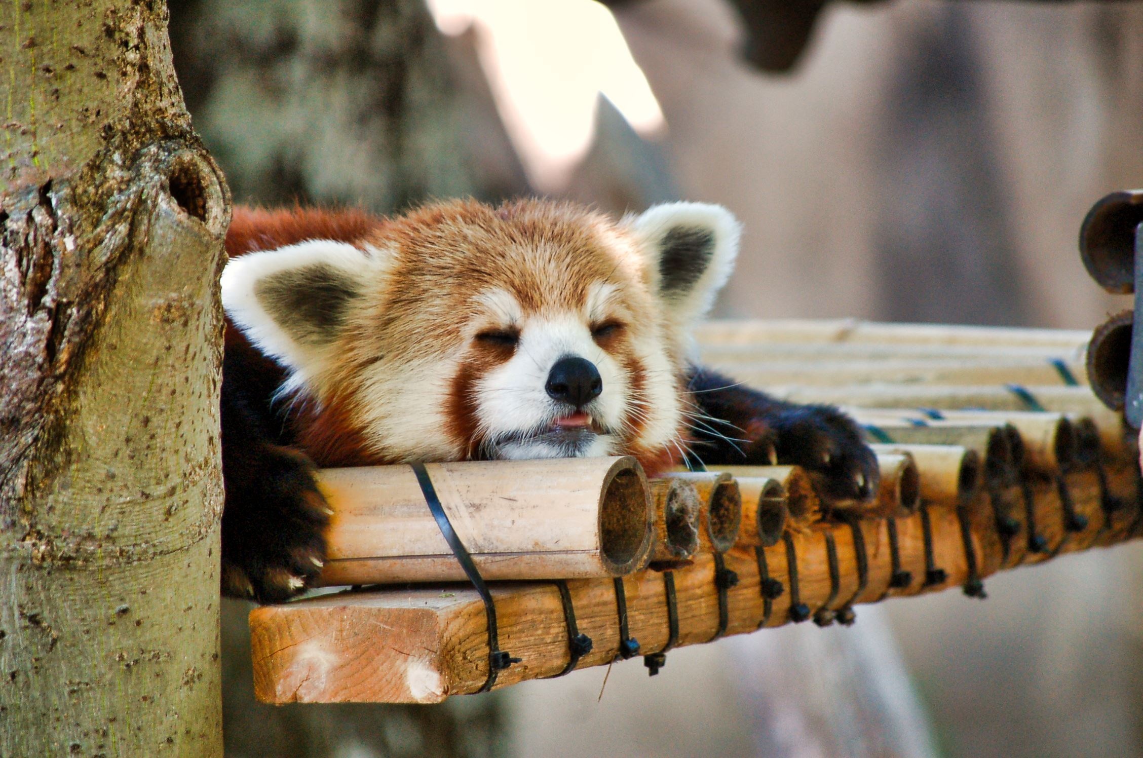 Red panda sound asleep