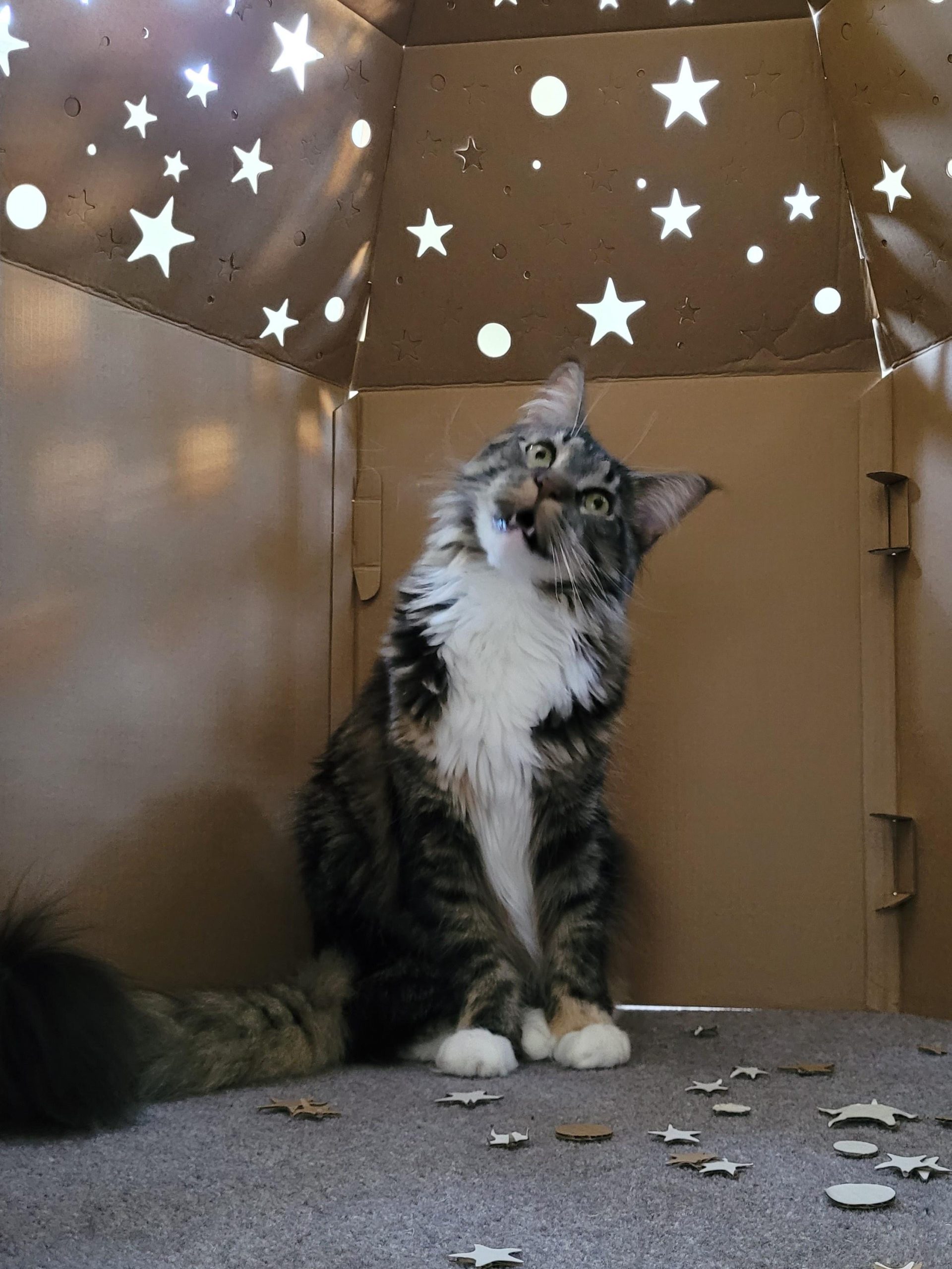 Every cat wants hers occupy cardboard igloo