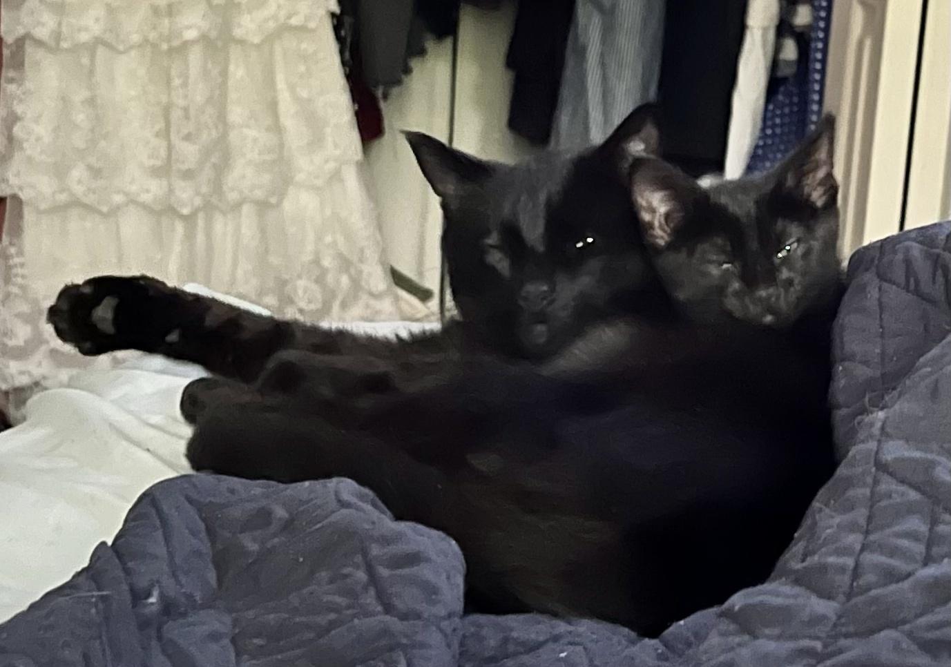 Home panther and his mini me