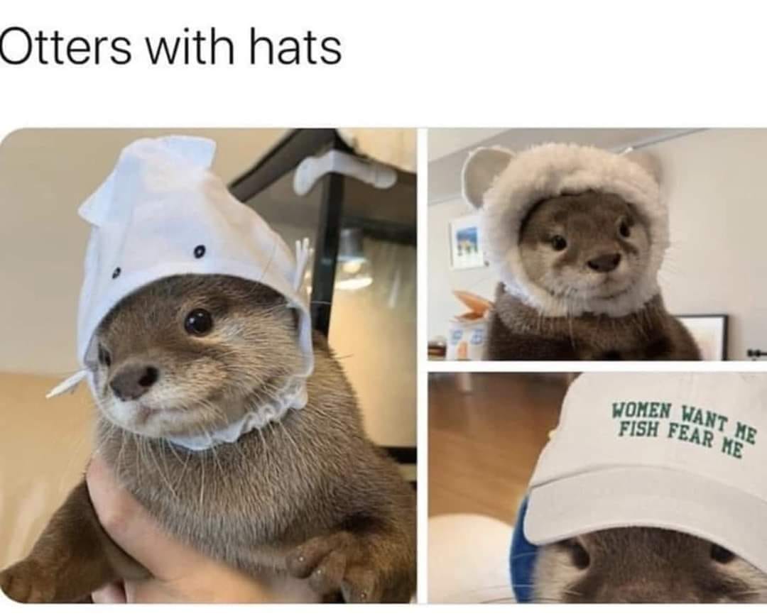 Want a ruin for the Coronavirus? Possess some otters with hats