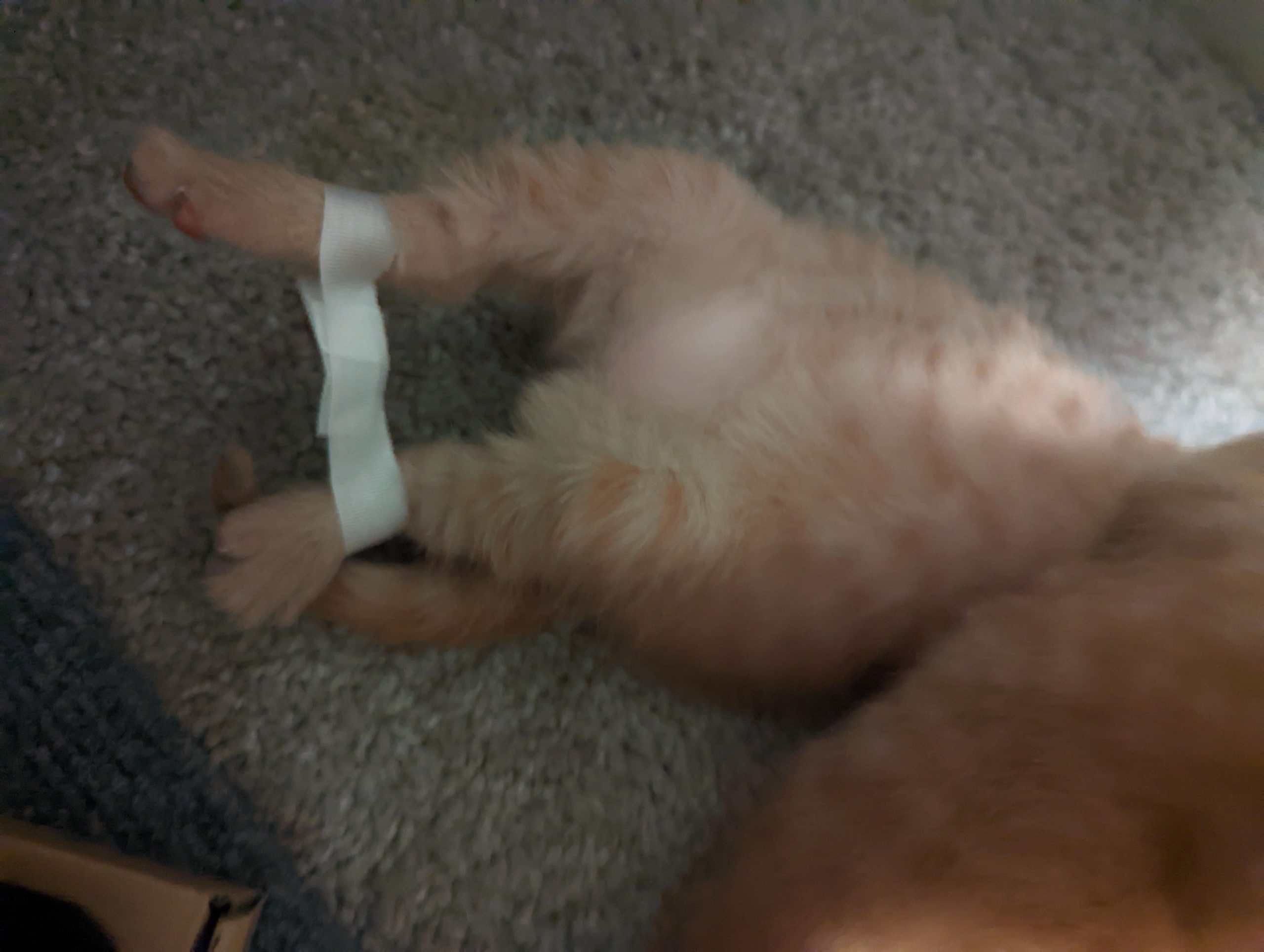 Fizz the swimmer syndrome kitten and her tape hobbles