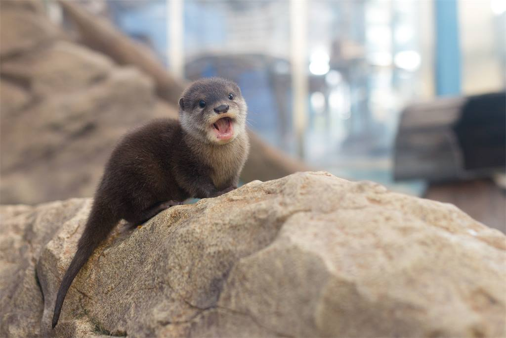MRW I look an otter