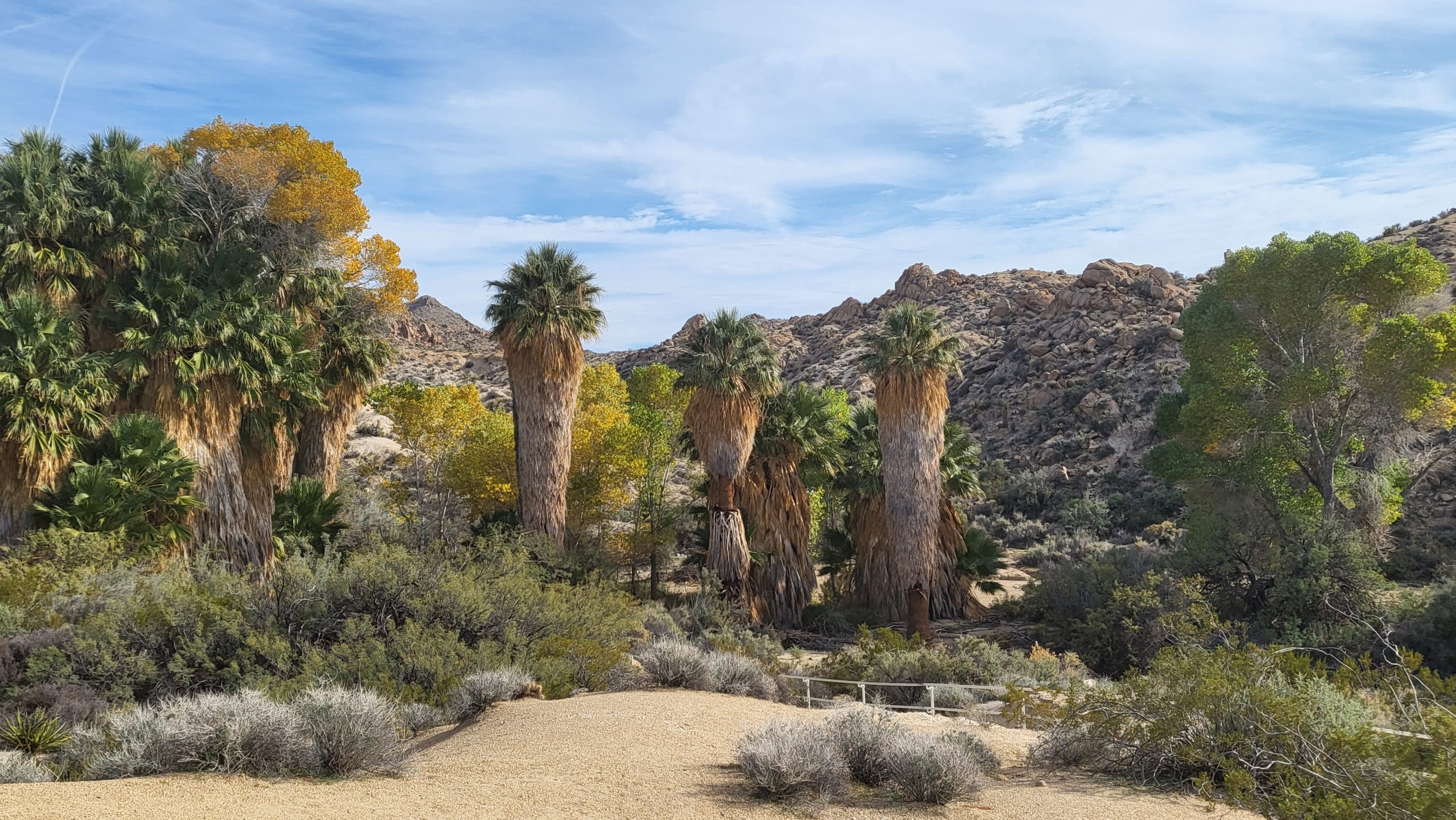 Lost Fingers Oasis Path in Joshua Tree Nationwide Park, California – December 2022
